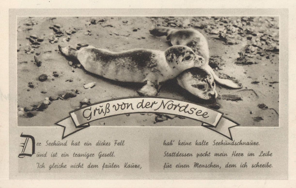 Sealion German Walrus Sealife Antique WW2 Greetings Postcard