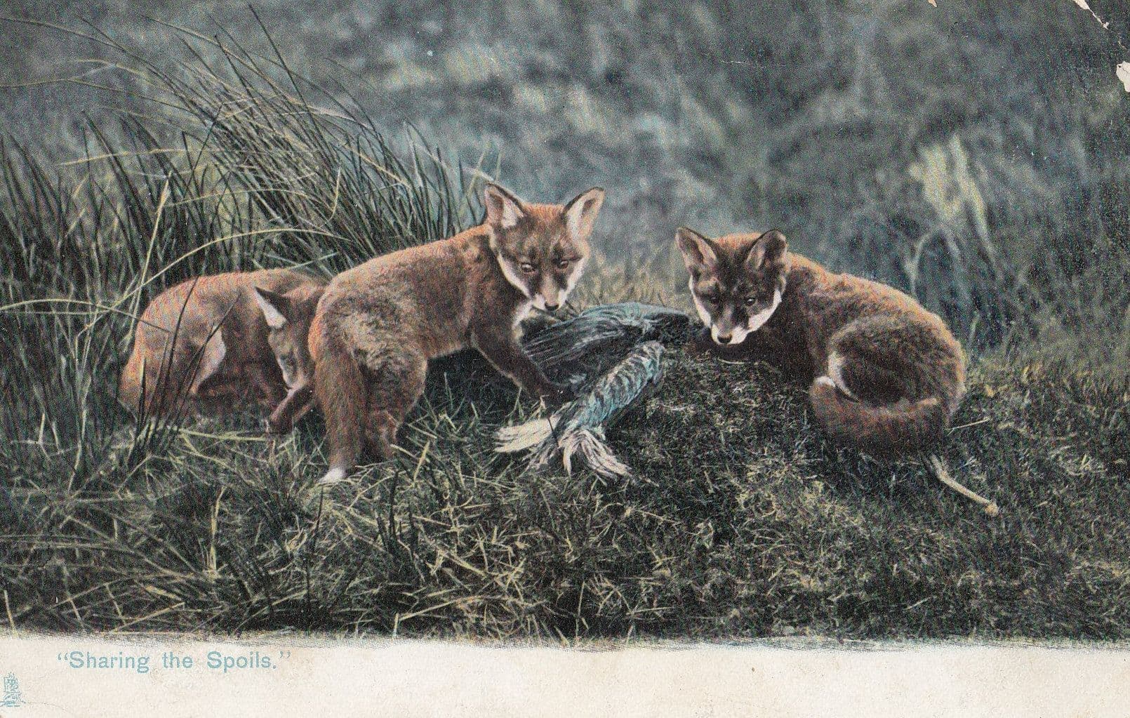 Sharing The Spoils Fox Hunting About To Eat Fish Old Postcard