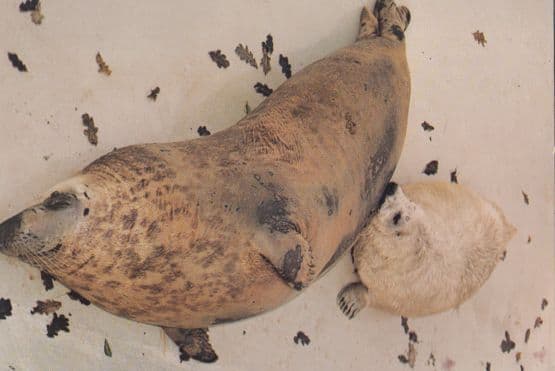 Sheba Baby Seal Feeding Christmas Day Cornish Seals Sanctuary Postcard