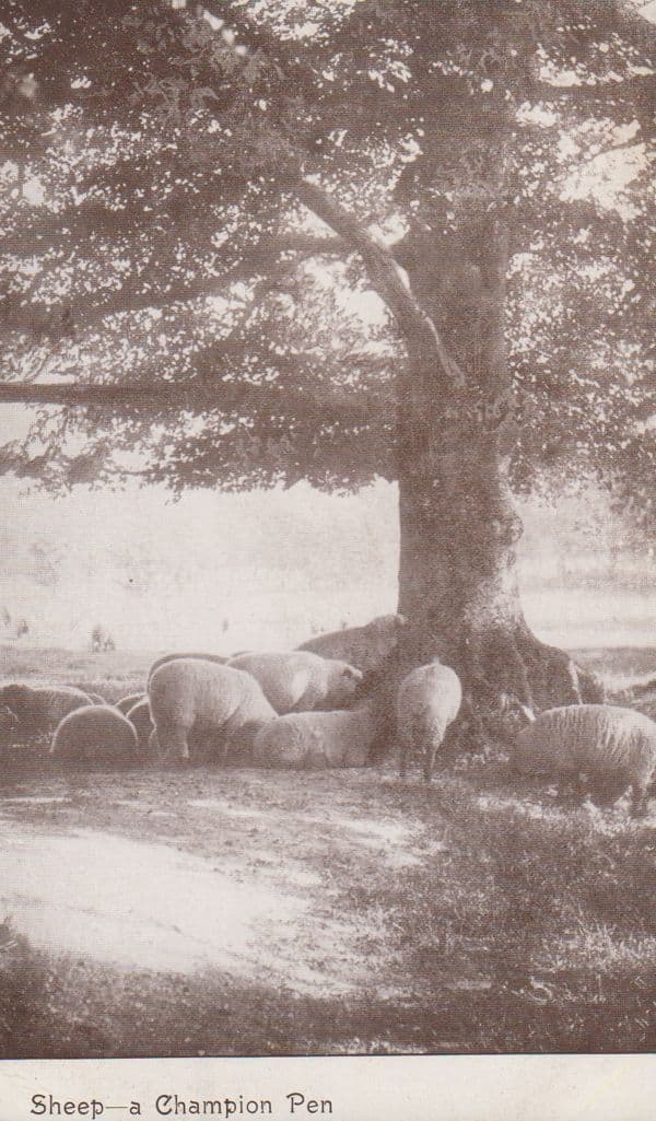Sheep A Champion Pen Antique Postcard