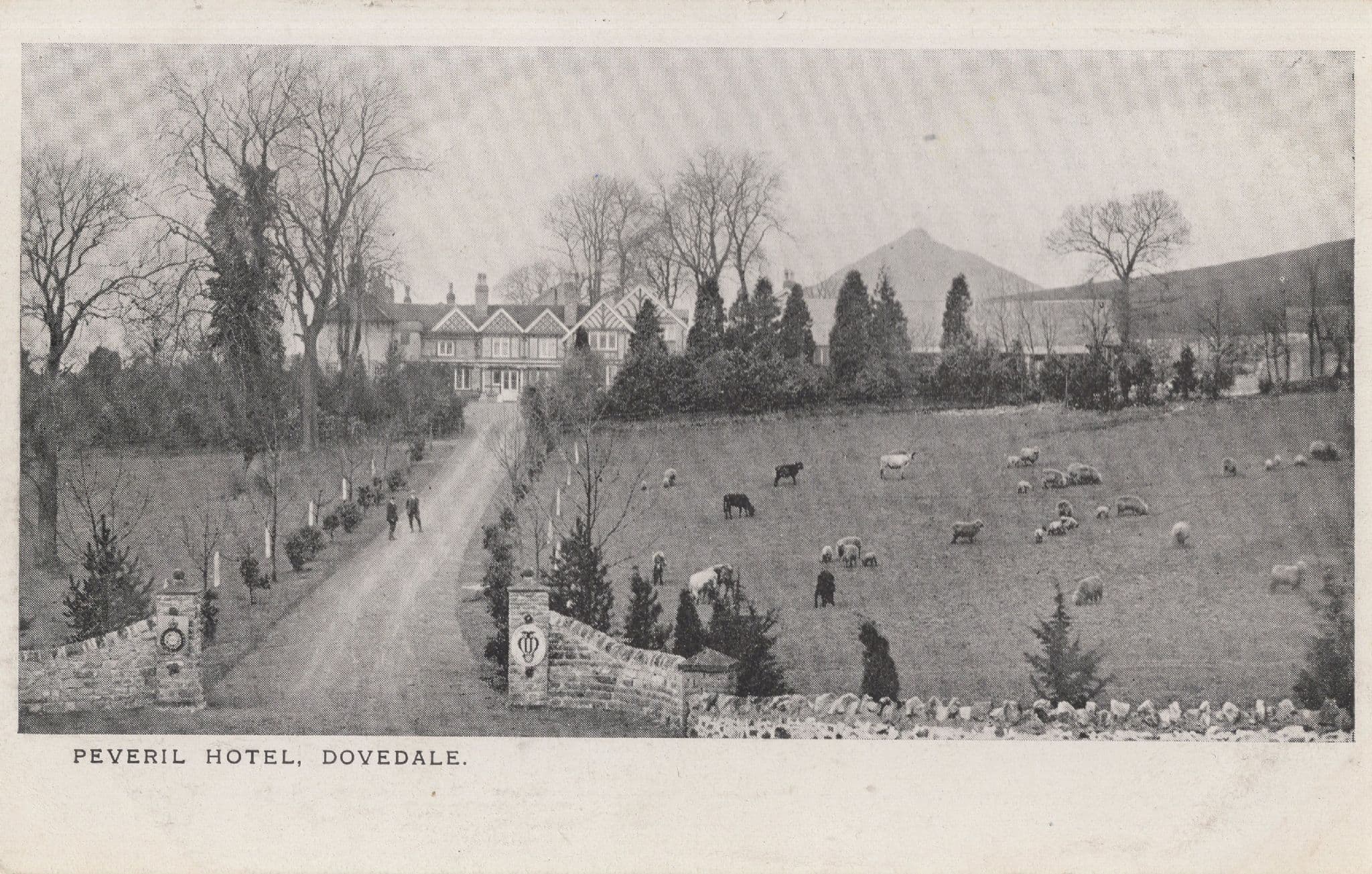 Sheep at the Peveril Hotel Dovedale Cumbria Old Postcard