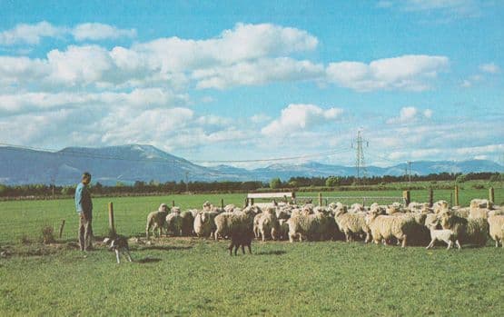 Sheep Farm Oxford Dog Trials Rounding Up Cattle Oxfordshire Farming Postcard