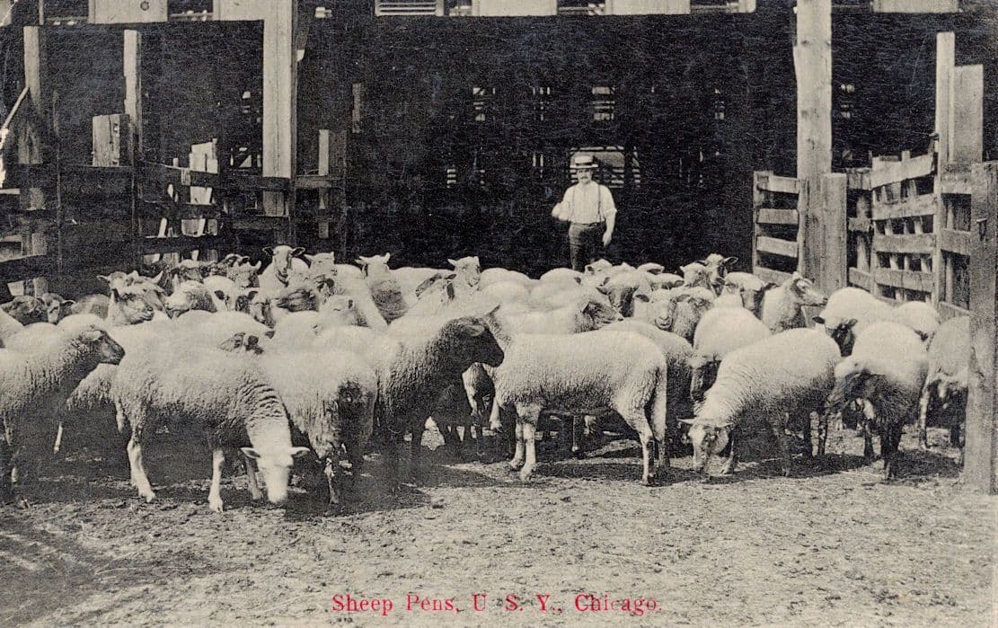 Sheep Farming Cattle Pen Chicago Antique American Rare Postcard