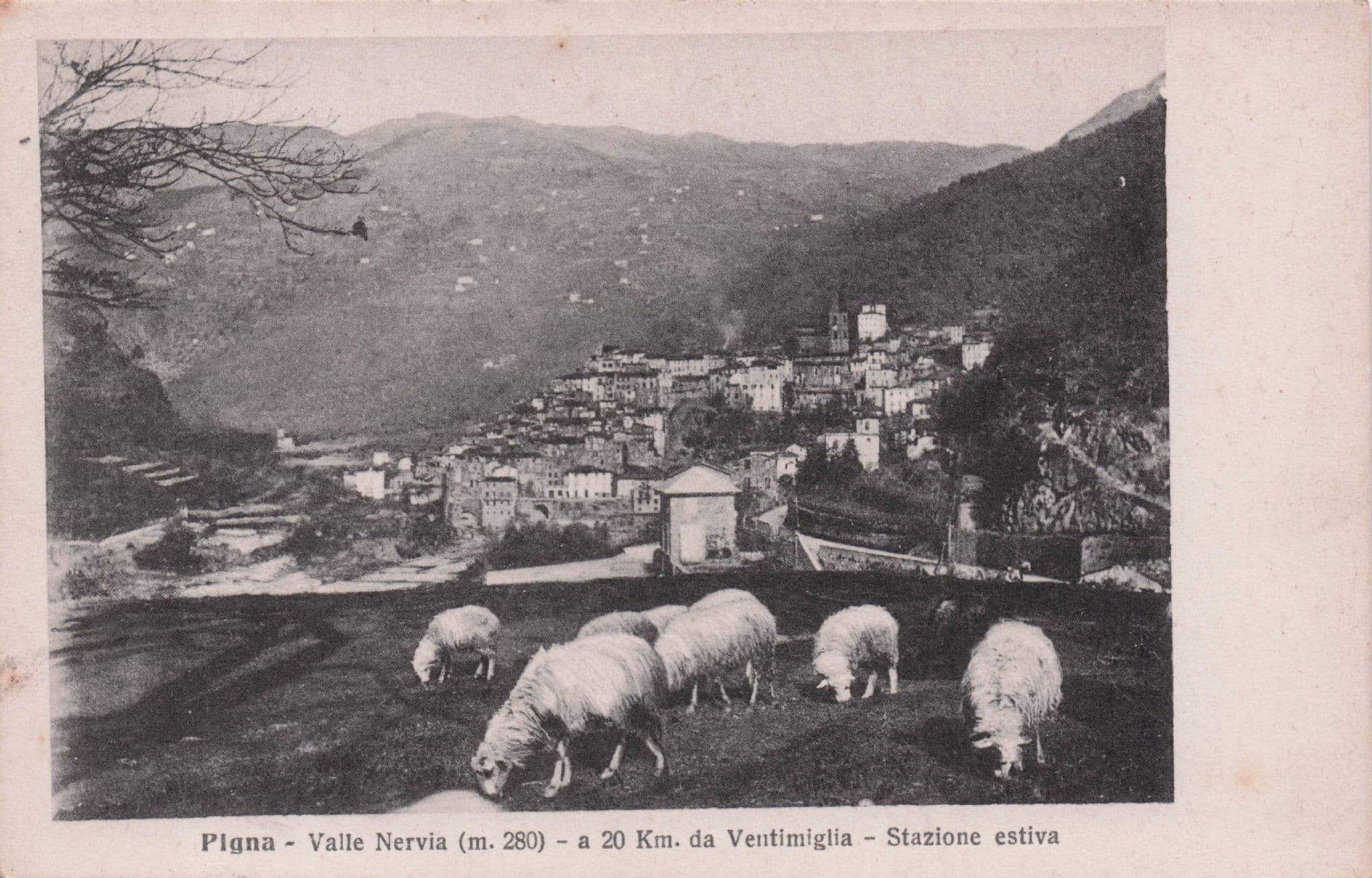 Sheep Grazing at Pigna Valle Nervia Italy Old Postcard