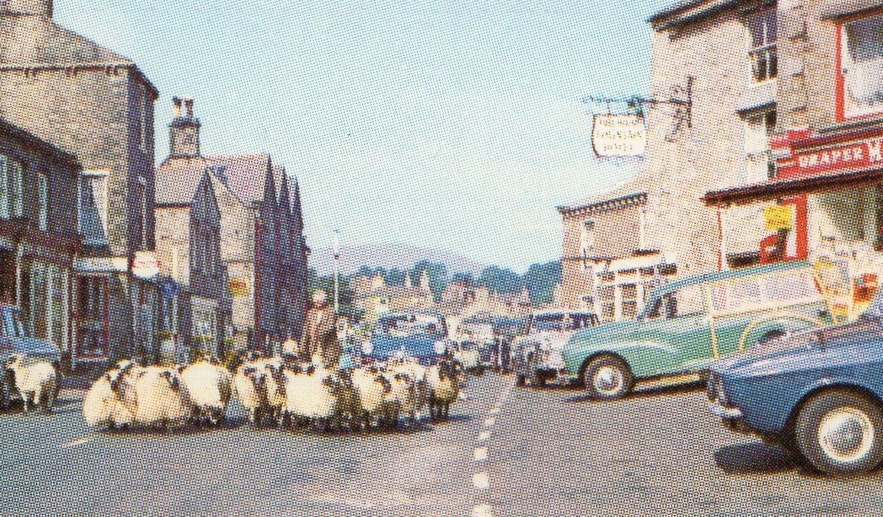 Sheep March Past Drapers at Hawes Yorkshire Postcard