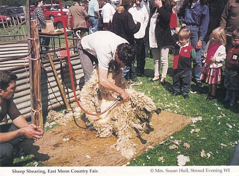 Sheep Shearing East Meon Hampshire Country Fair Fete Postcard