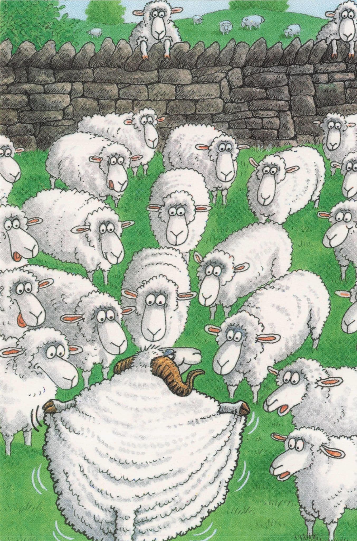Sheep Streaker Opening Fur Raincoat Streaking Farming Comic Postcard
