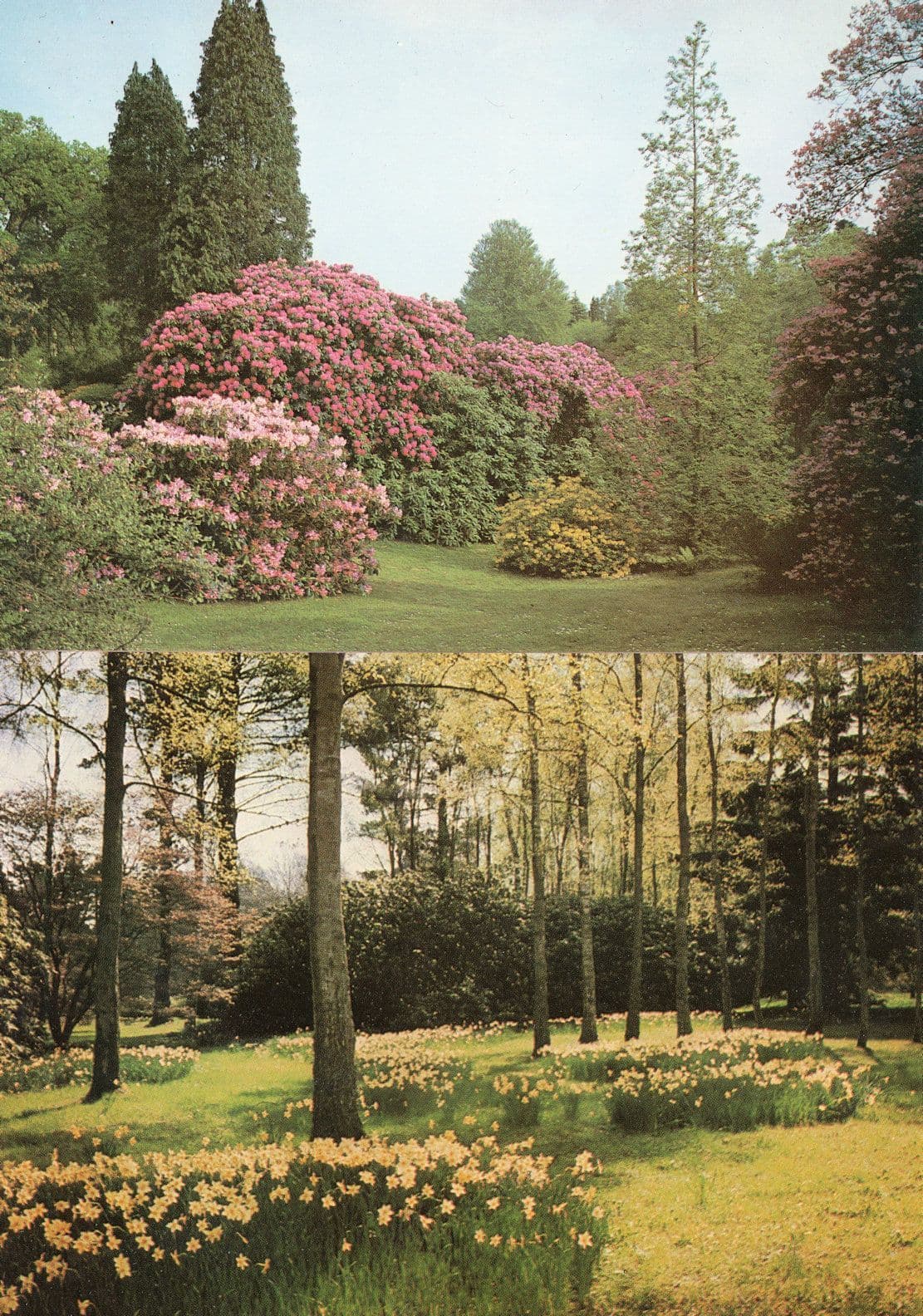 Sheffield Park Garden Sussex 2x Postcard s