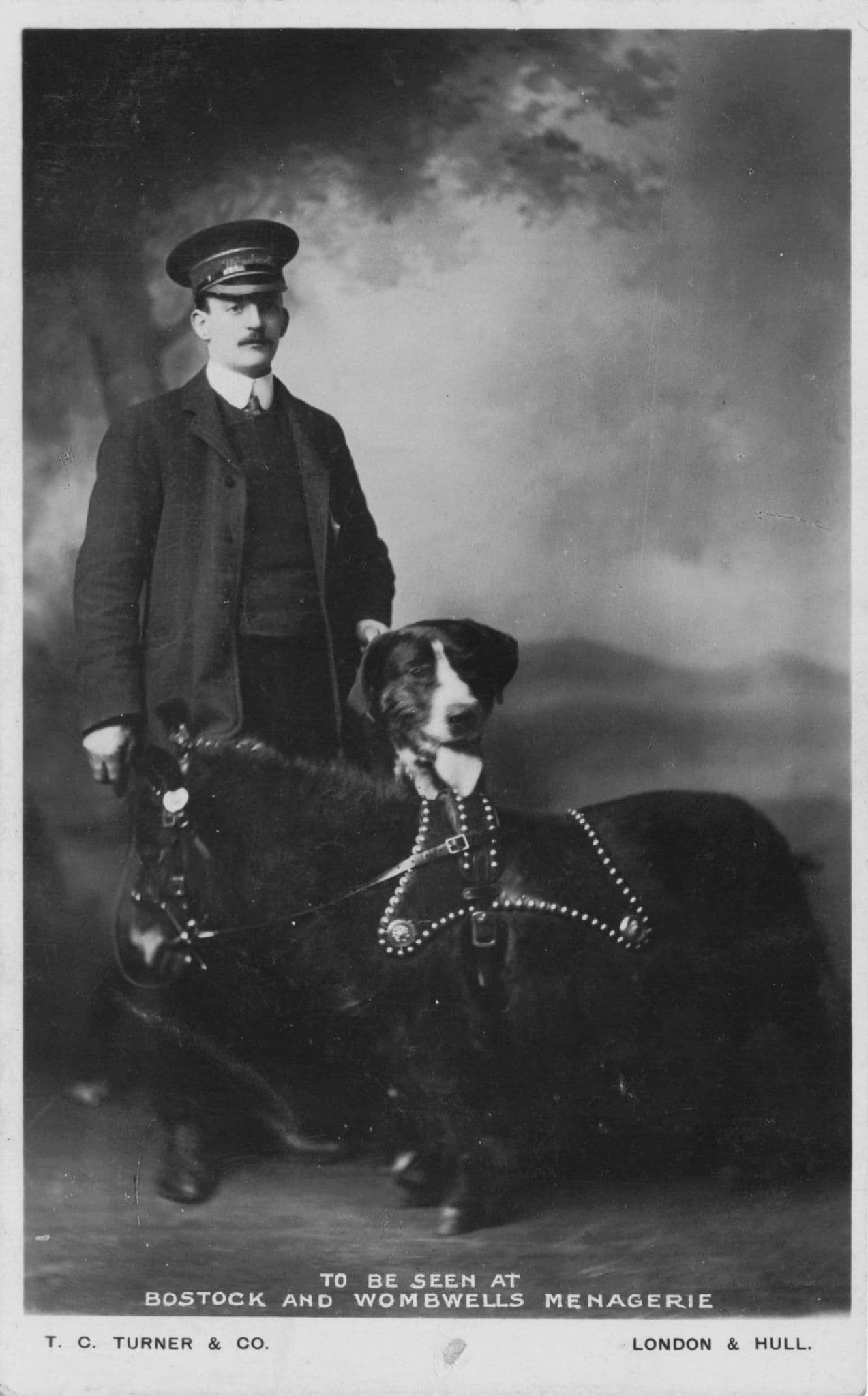 Shetland Pony at Bostock and Wombwells Menagerie RPC Circus Old Postcard