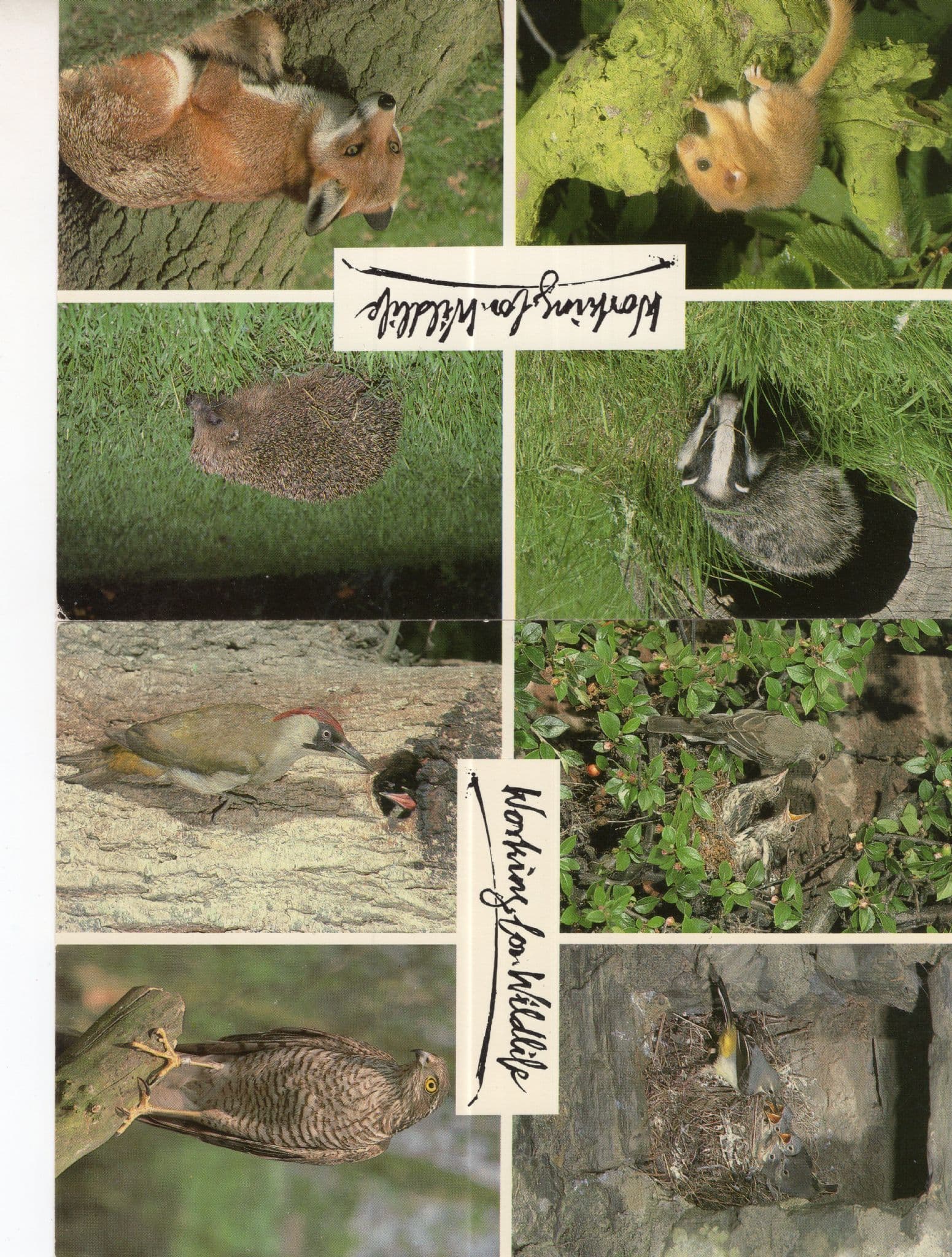Shropshire Wildlife Park 8x Animal 2x Postcard s