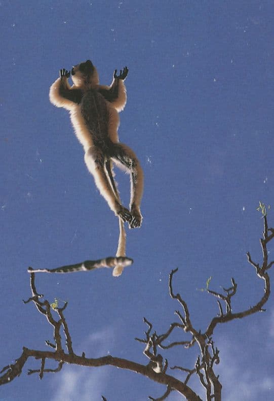 Sifaka Lemur Monkey Madagascar Postcard