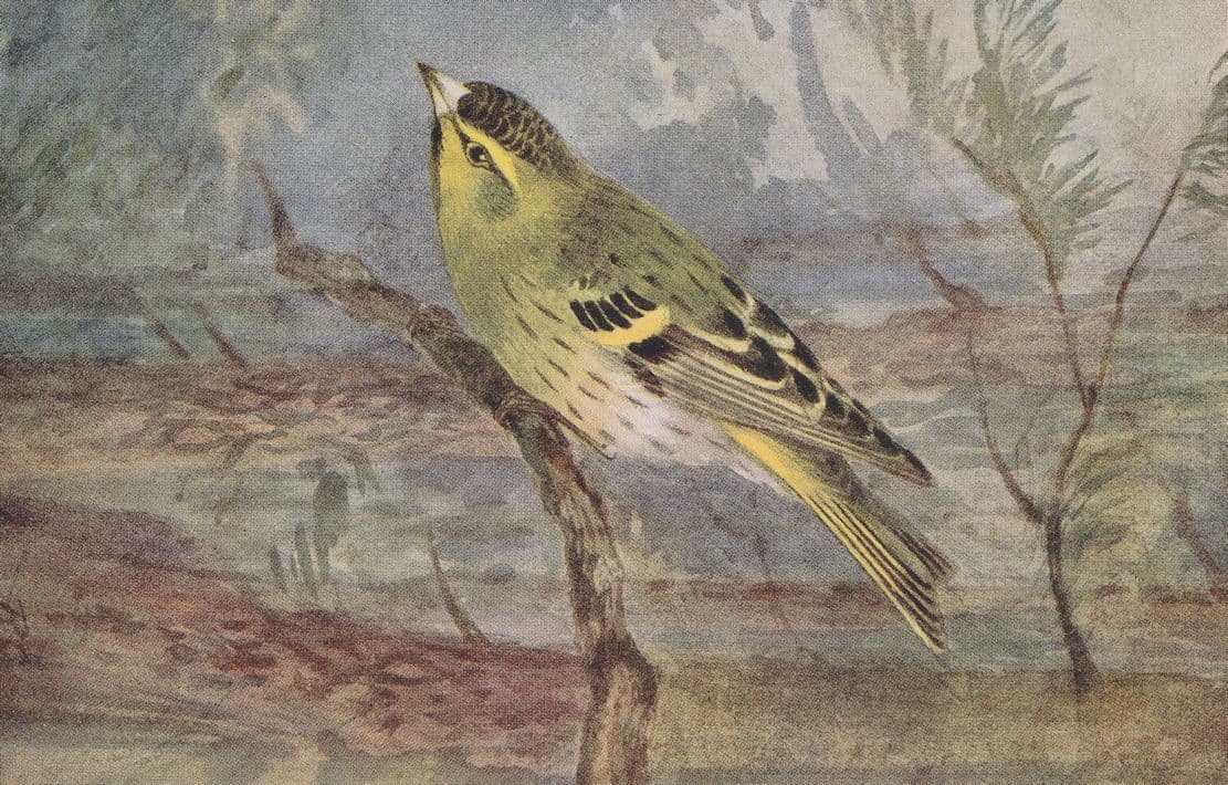 Siskin Bird Antique Painting Postcard