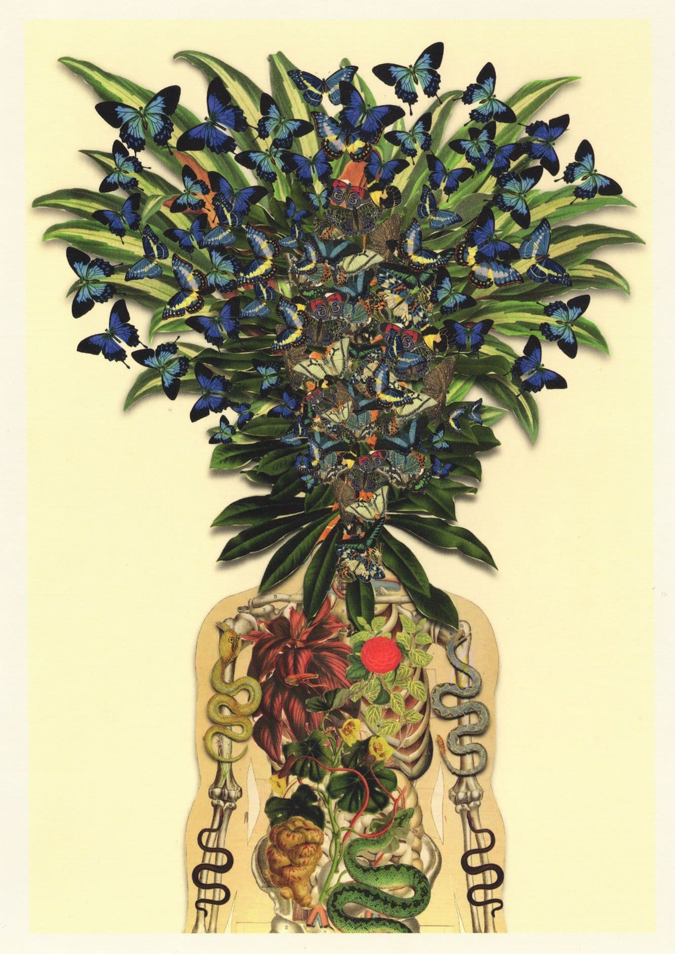 Skeleton Human Anatomy As Flower Garden Butterfly French 8x6 Postcard