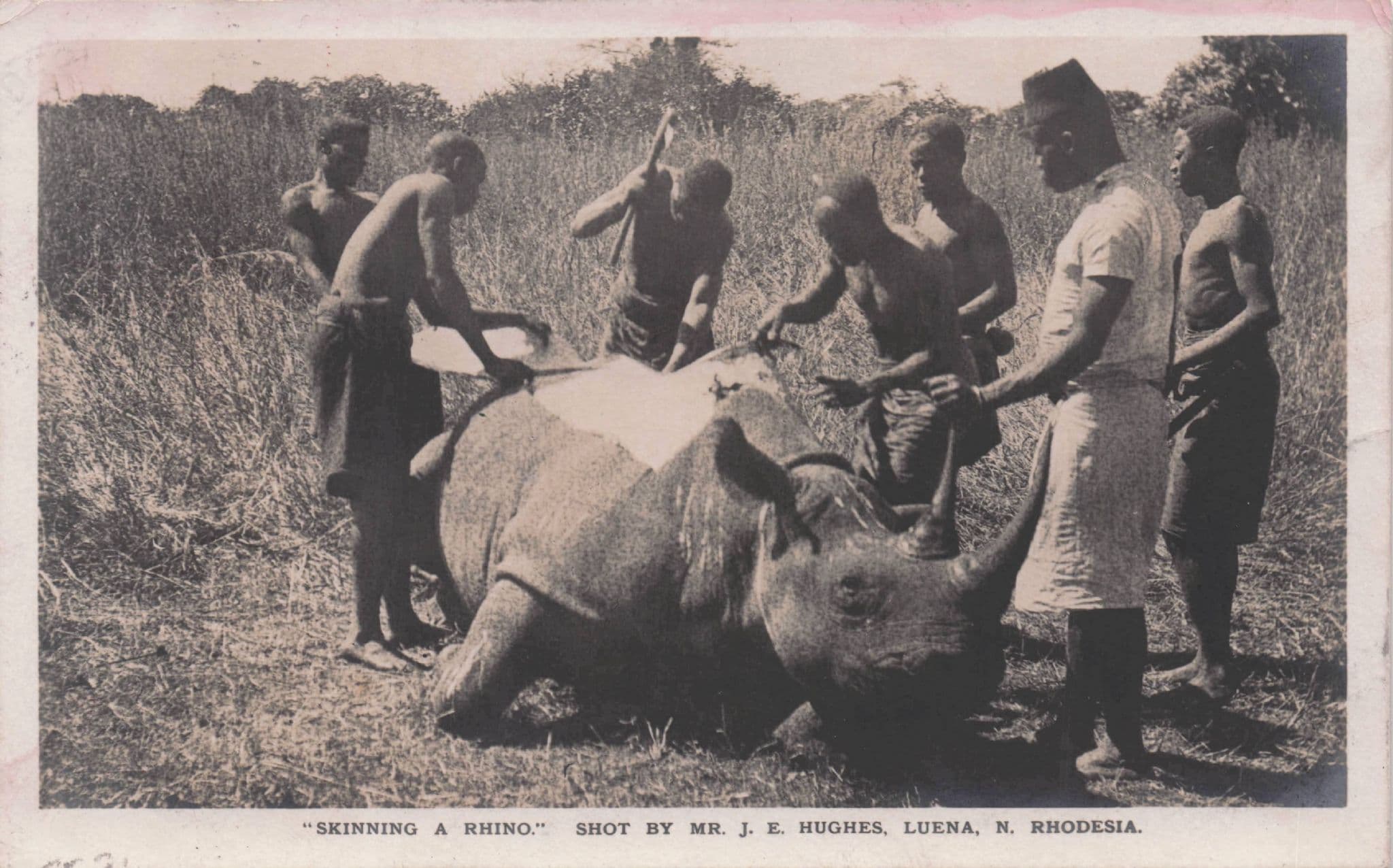 Skinning A Rhino Rhodesia African Animal Hunting Old Postcard