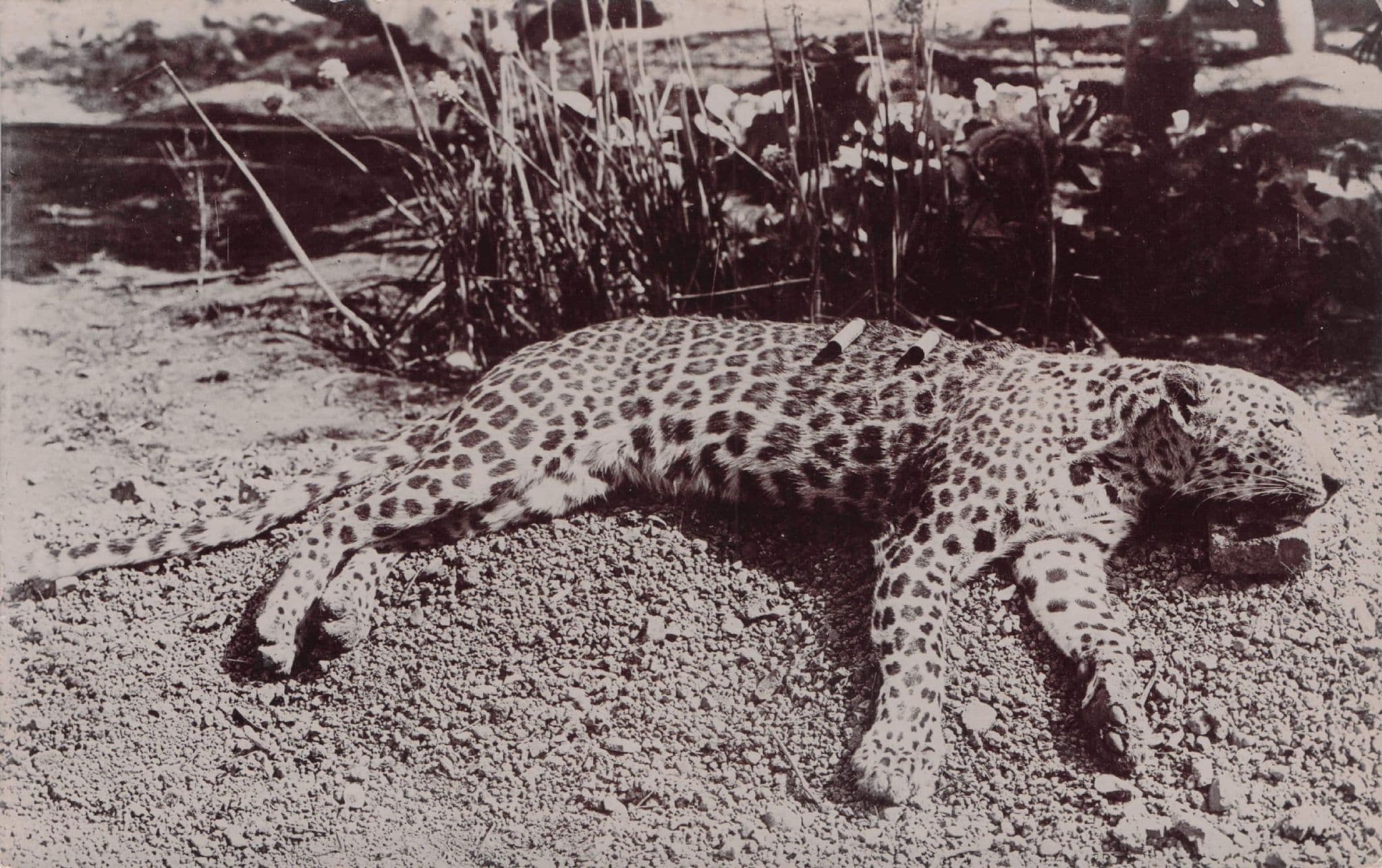 Slaughtered Tiger WW1 1914 Animal Hunting Real Photo Postcard