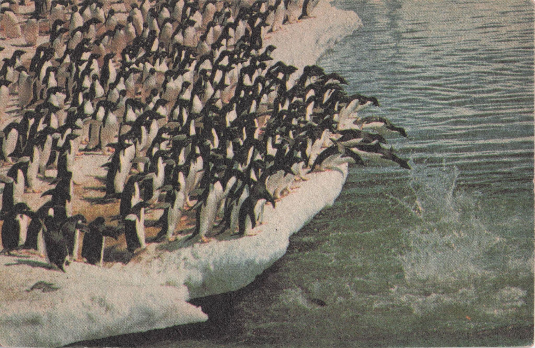 Smirnoff Penguins Alcohol Vintage Pub Beermat Postcard