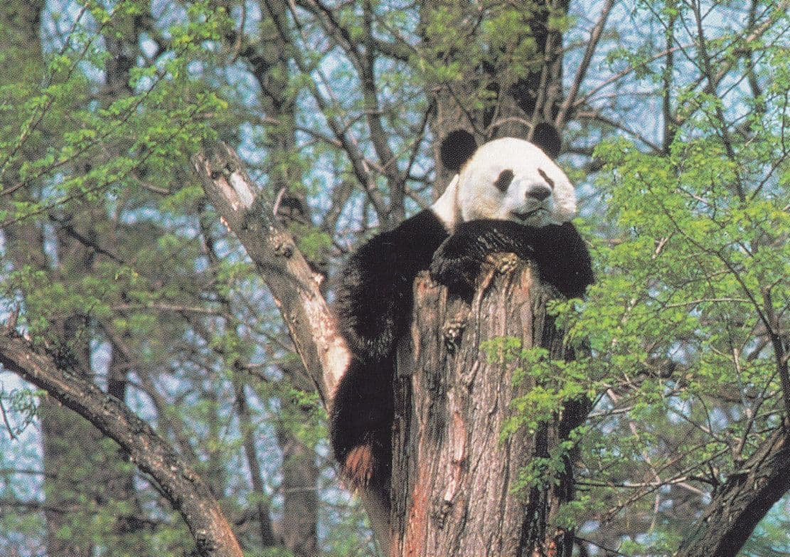 Smug Panda on Watchout Beautiful Postcard