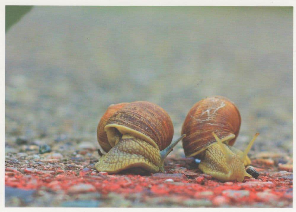 Snail Race German Photo Art Germany Snails Postcard