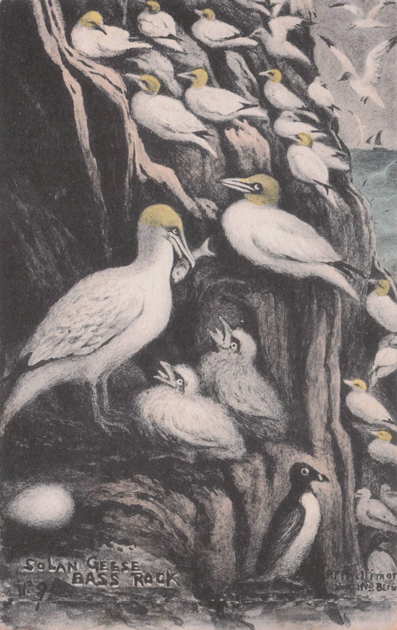 Solan Geese Birds On Bass Rock North Berwick Antique RP Phillimore Postcard