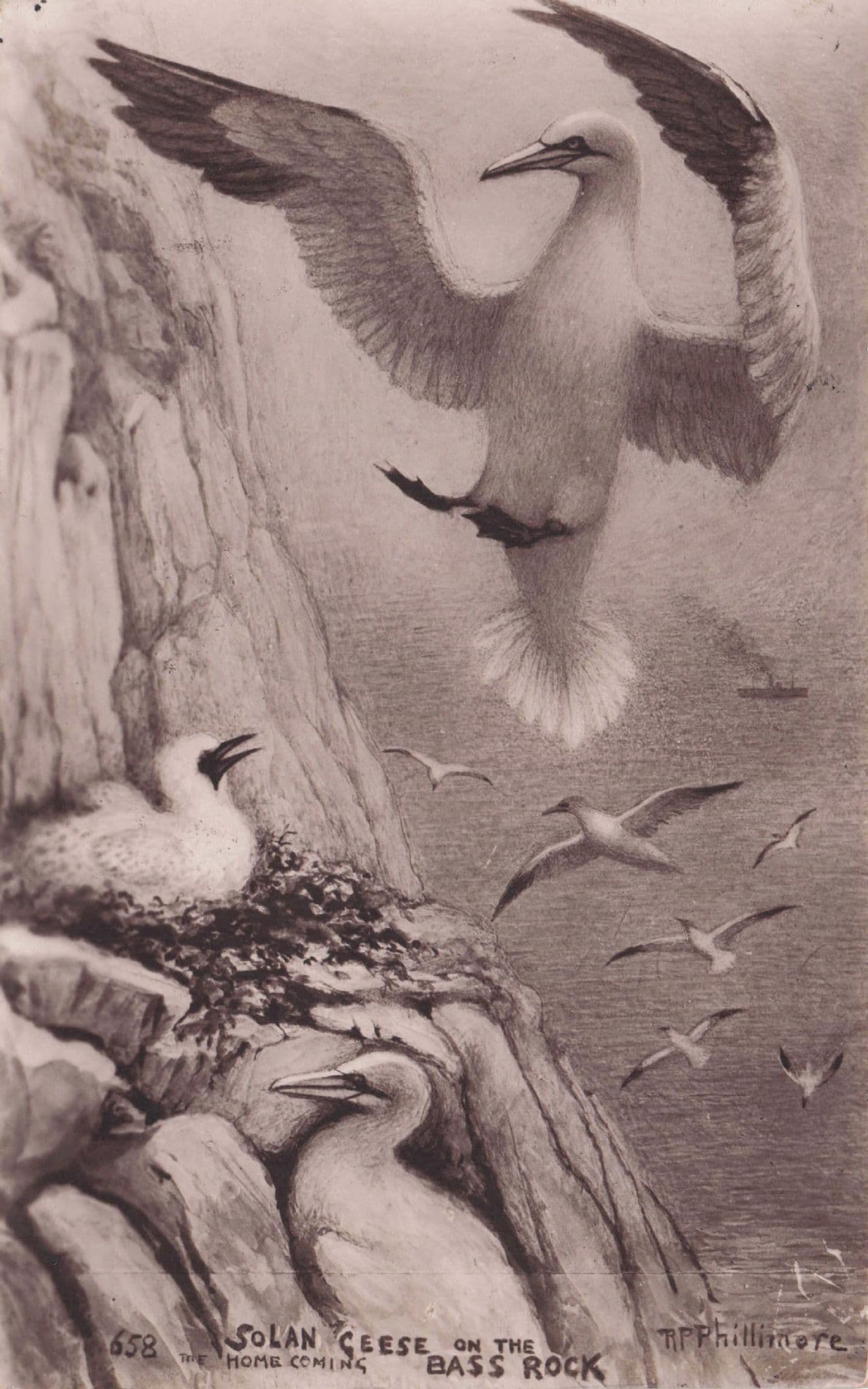 Solan Geese Birds On Bass Rock North Berwick & Wizard Phillimore Postcard