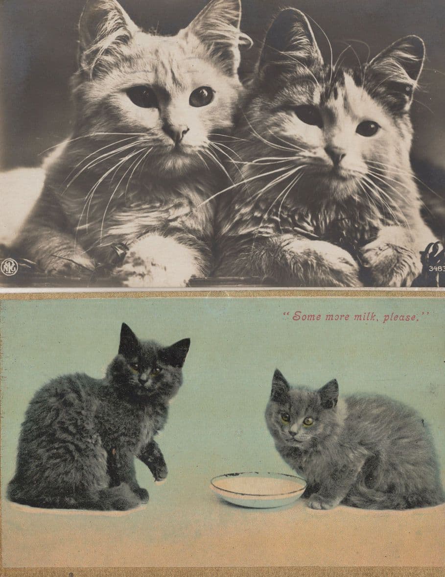 Some More Milk Please Cat Kitten 2x Cats Feeding Old Postcard s