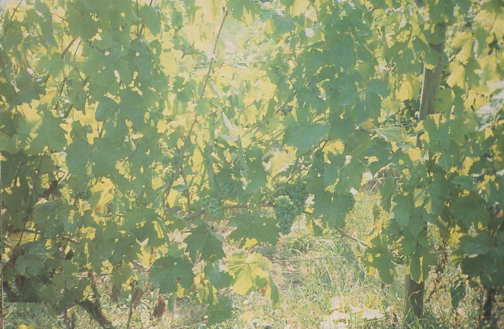 Somerset Sunlight Glare At Cheddar Valley Orchard Axbridge Postcard