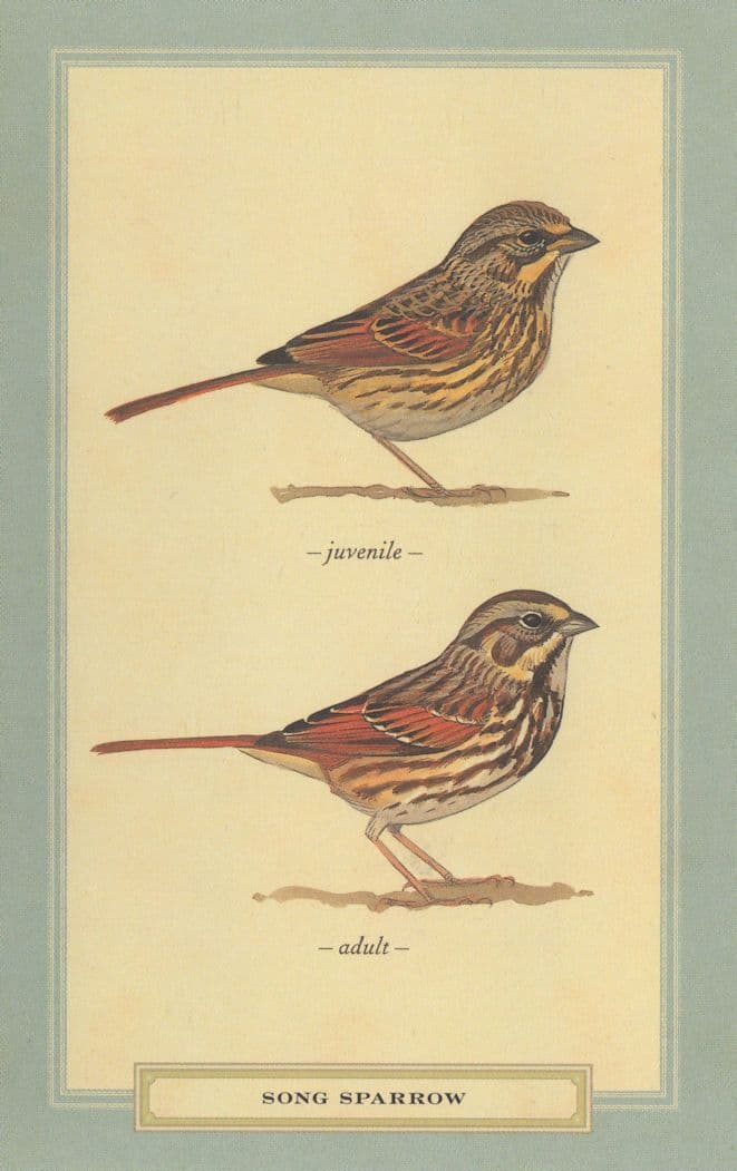 Song Sparrow Juvenile & Adult Stunning Bird Postcard