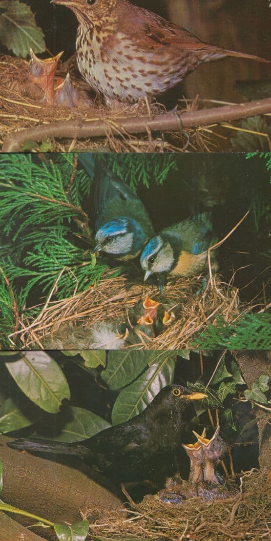 Song Thrush Blackbird Garden Blue Tit Bird 3x Salmon Birds Postcard s