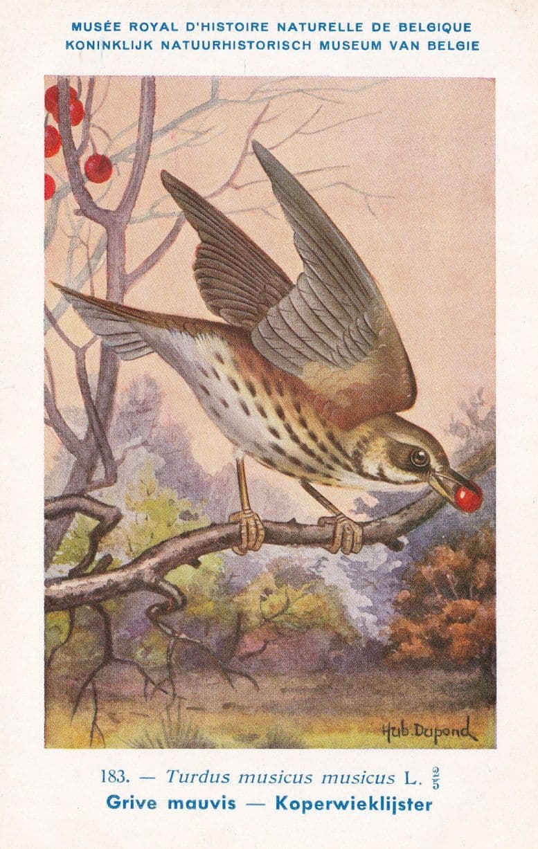 Song Thrush Turdidae Turdus Musicus Bird WW2 Rare Postcard