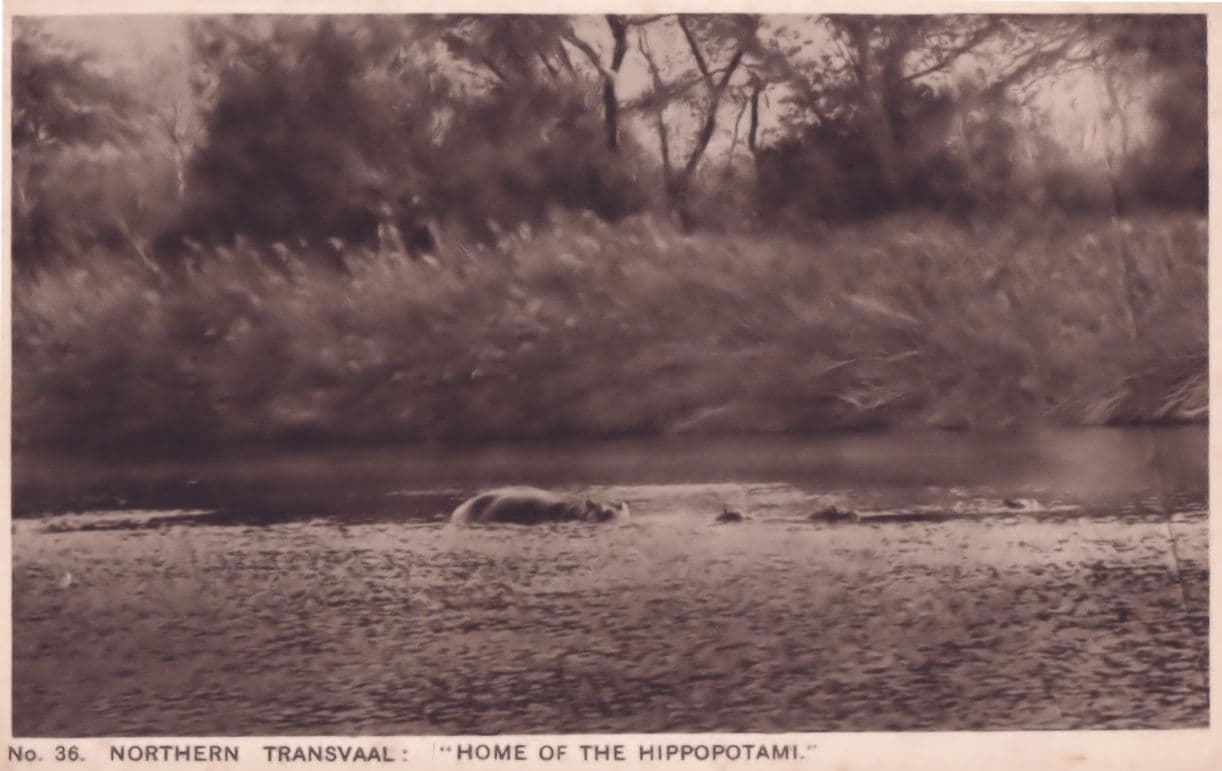 South Africa Hippopotamus Transvaal Old Postcard