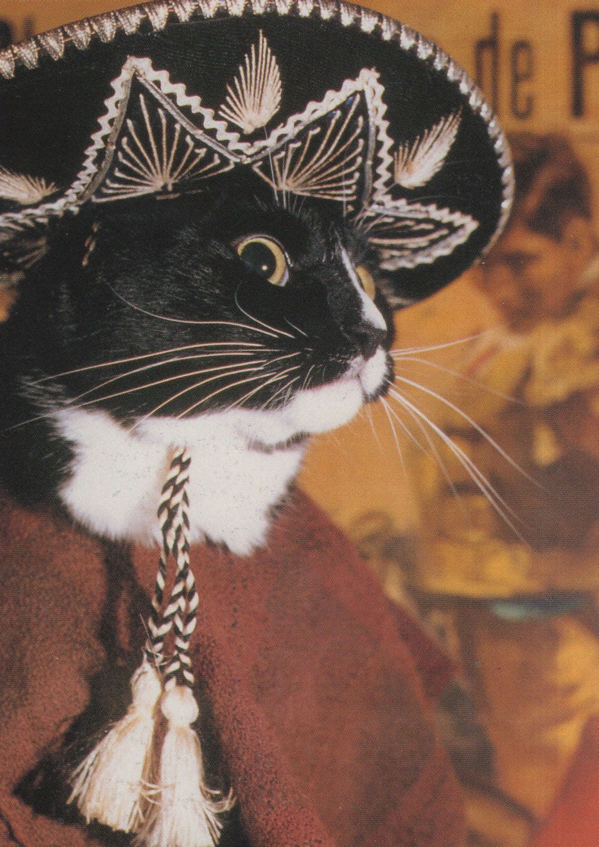 Spanish Cat Fancy Dress in Spain Hat Cats Postcard