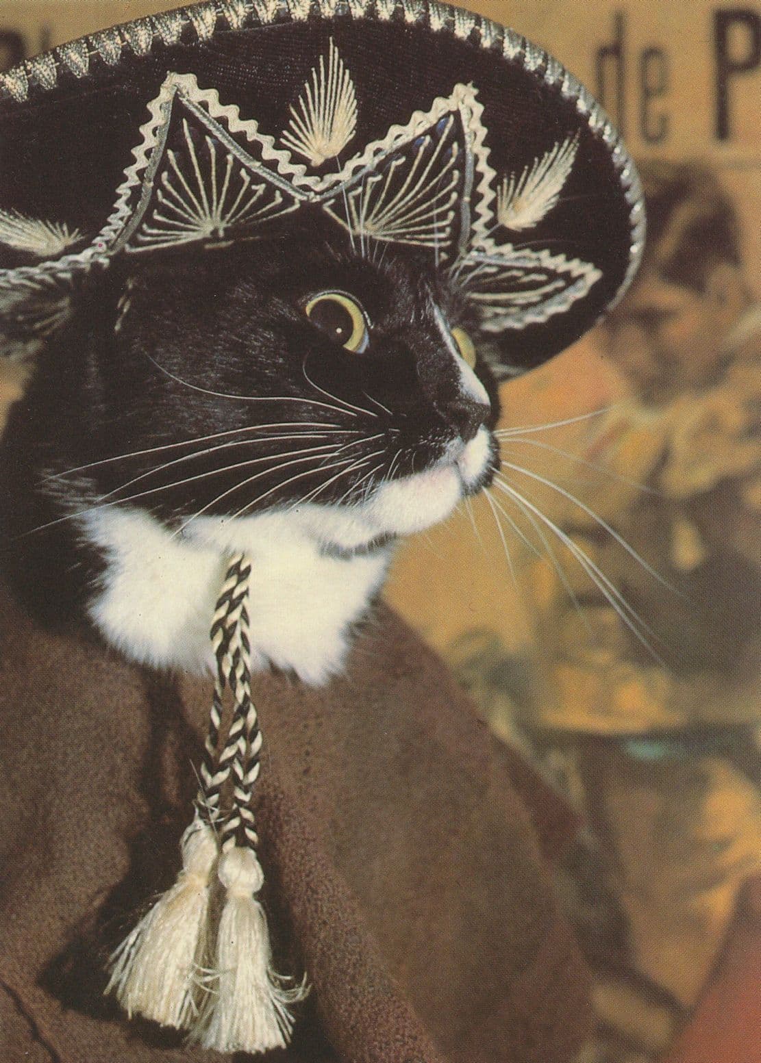 Spanish Mexican Cat Fancy Dress Rare Postcard