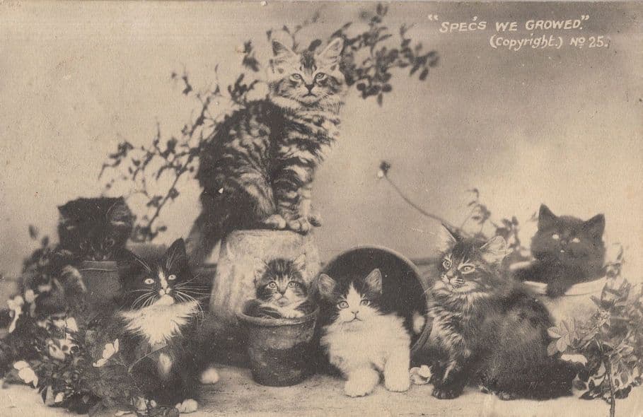 Specs We Growed Cat Kitten Pot Plants Antique B&W Rare Postcard