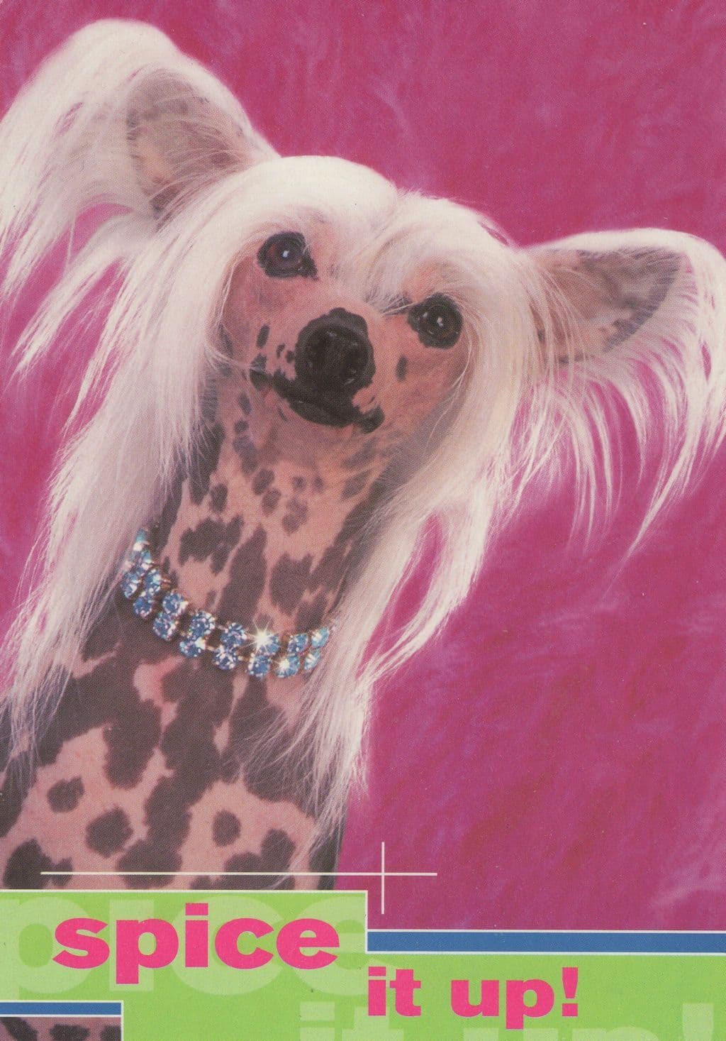 Spice Girls It Up TSB Poodle Advertising Postcard