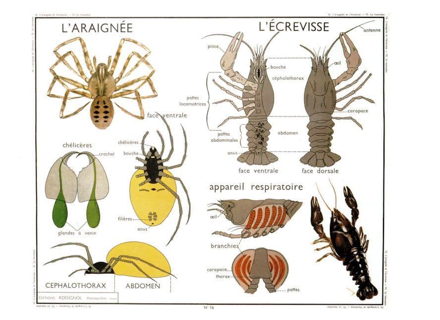 Spider Crawfish Creepy Crawlies Old School Wall Chart Postcard