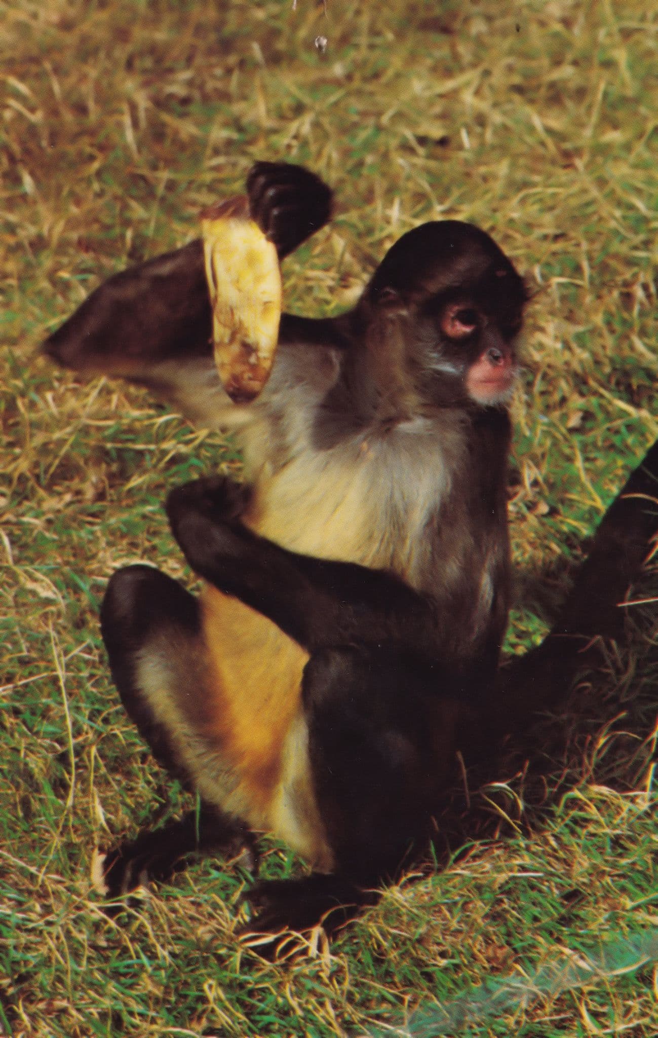 Spider Monkey at Feeding Time Kessingland Suffolk Postcard