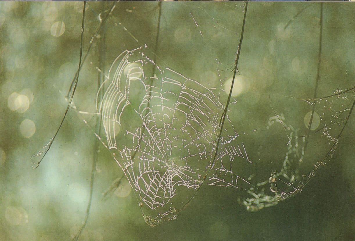 Spiders Web 1992 Gallery Photo Award Postcard
