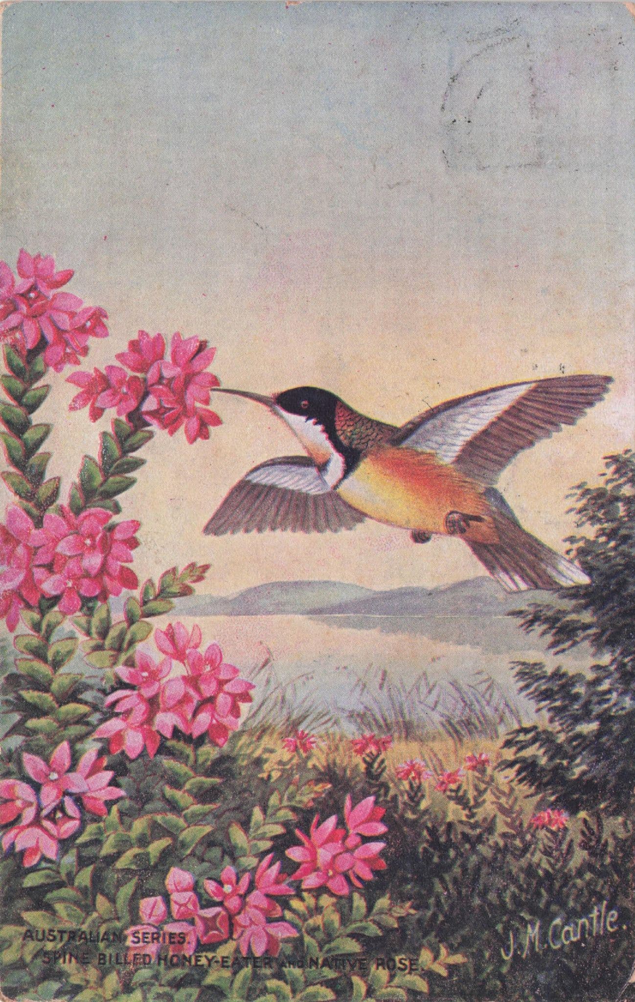 Spine Billed Honey Eater Australia Bird Old Postcard