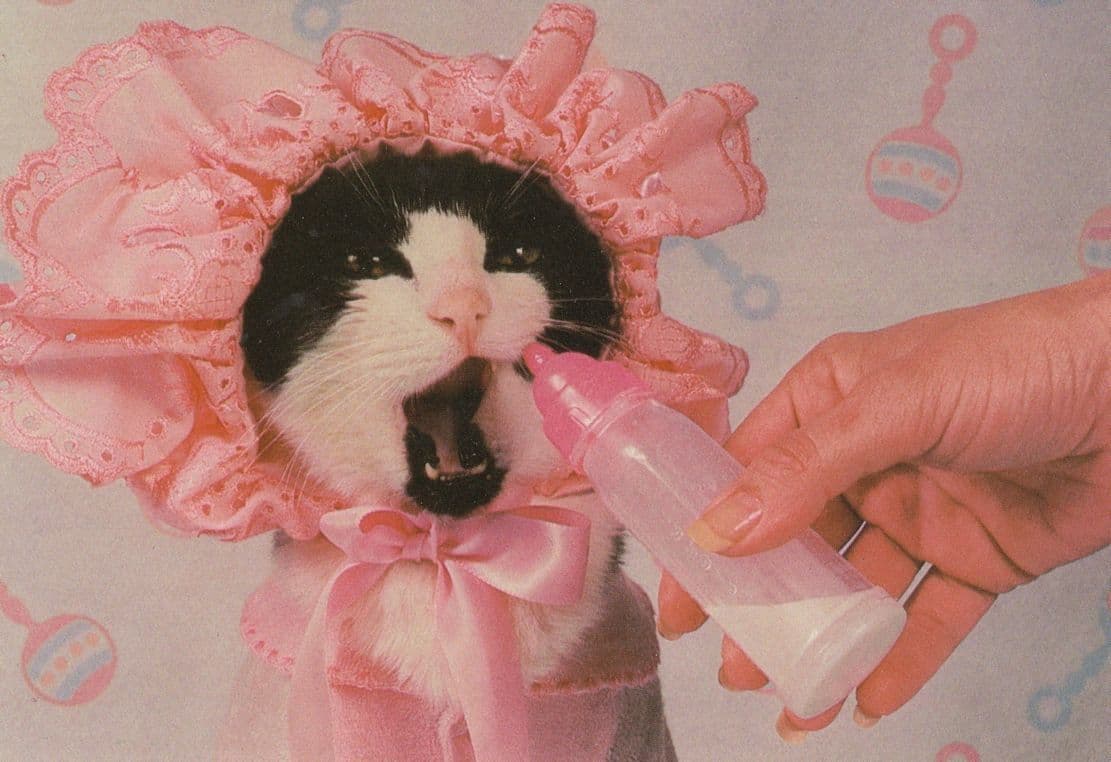 Spoilt Baby Cat Pink Outfit With Babies Milk Bottle Cats Postcard