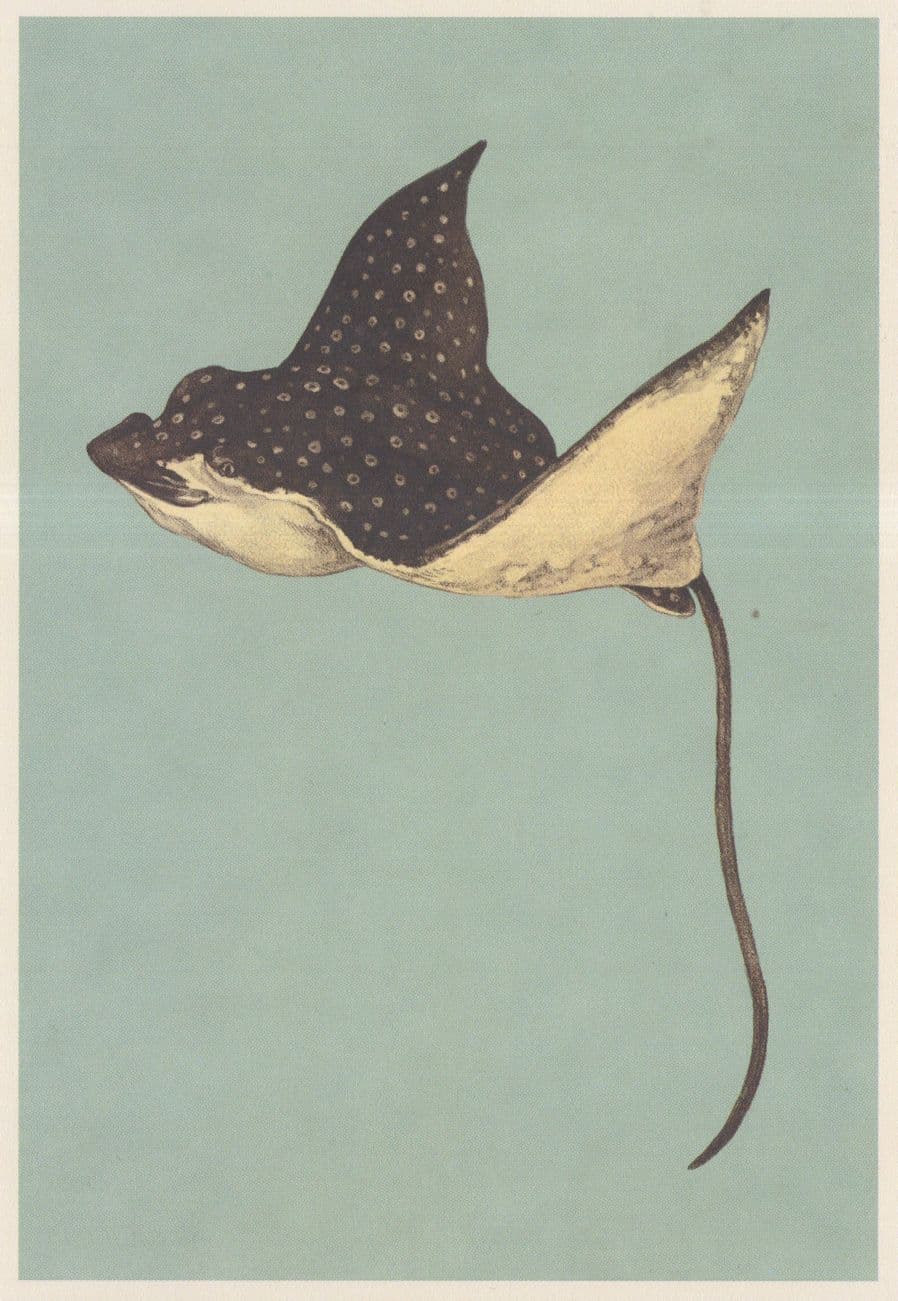 Spotted Eagle Ray Myliobatidae Family Fish Painting Postcard