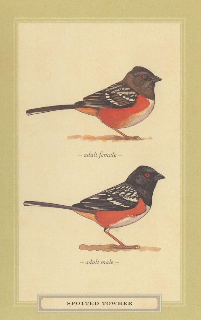 Spotted Towhee Male & Female Bird Stunning Postcard