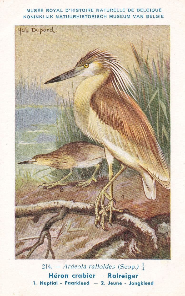 Squacco Heron Ardeola Ralloides WW2 Rare Bird Postcard