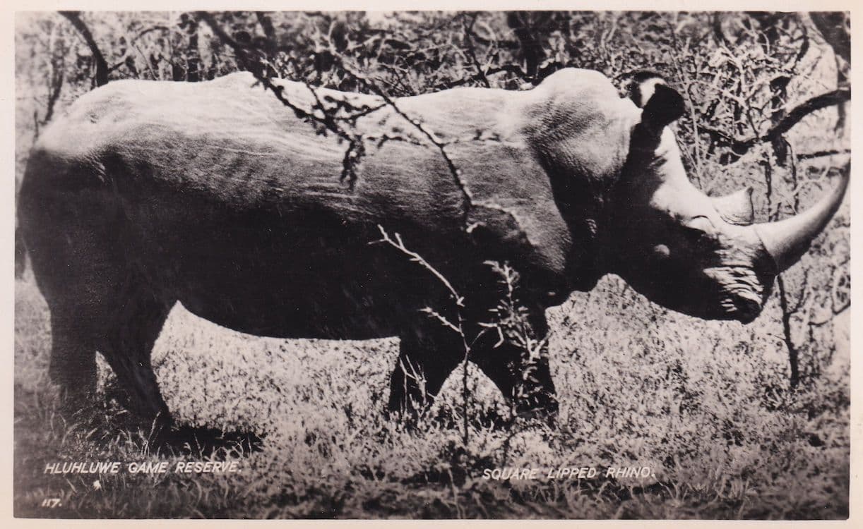 Square Lipped Rhino Hluhluwe Game Reserve RPC Postcard