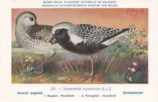 Squatarola Grey Plover WW2 Bird Rare Postcard