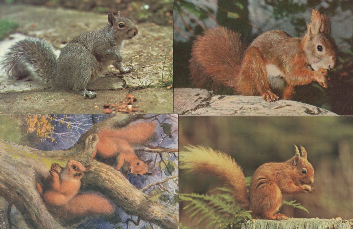 Squirrel Painting Red & More 4x 1970s Postcard s