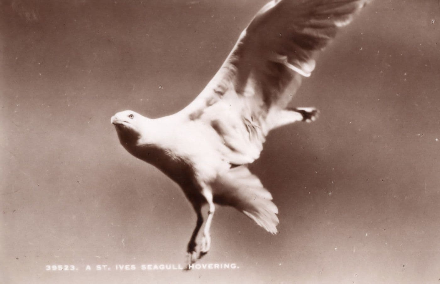 St Ives Seagull Real Photo Antique Postcard