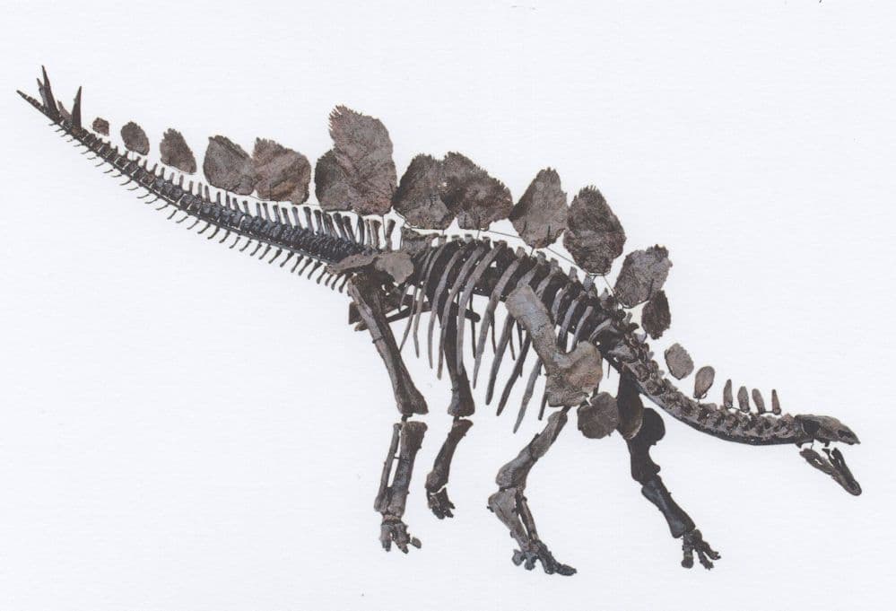 Stegosaurus Dinosaur Wyoming USA Skeleton London Museum Postcard