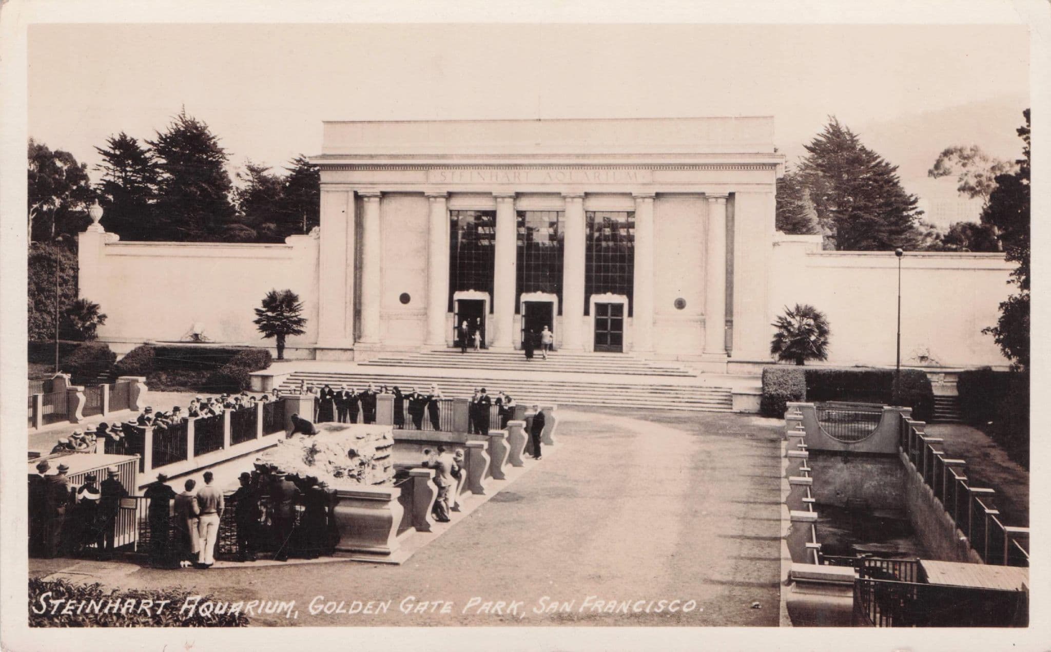 Steinhart Fish Aquarium San Fransisco USA Antique RPC Postcard