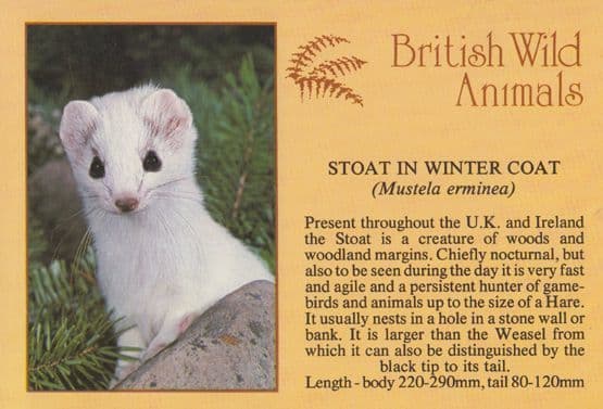 Stoat In Winter Coat Postcard