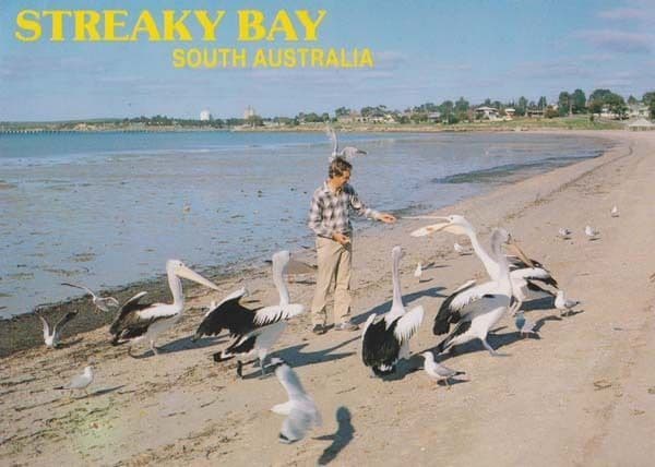 Streaky Bay South Australia Pelicans & Seagulls Beach Rare Bird Postcard